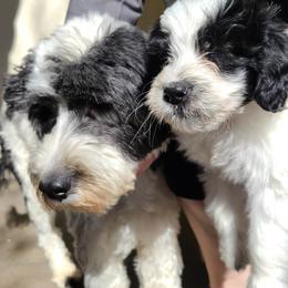 Portuguese Water Dogs from Pleasant Hill Portuguese Water dog