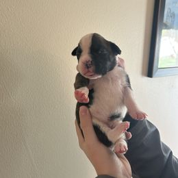 Girl 1 - Brindle Boxer puppy in Crothersville, Indiana from Wilson Family Boxers
