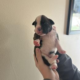 Girl 1 - Brindle Boxer puppy in Crothersville, Indiana from Wilson Family Boxers