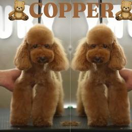 Poodle puppies from gucci_bentleys_goldendoodles
