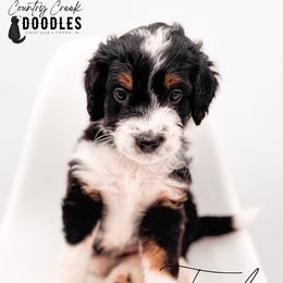 Taylor - Tri-color female Bernedoodle puppy in Tipton, Indiana from Country Creek Doodles