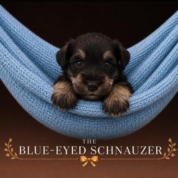 Aldous - Liver male Miniature Schnauzer puppy in Winter Haven, Florida from The Blue Eyed Schnauzer