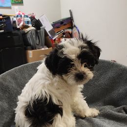 Gladiator - Black and white male Havanese puppy in Fort Bend County, Texas from Marcia Hamlet