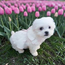 Puddles - White female Mal-Shi puppy in Belleville, Michigan from Michigan Maltese Puppies
