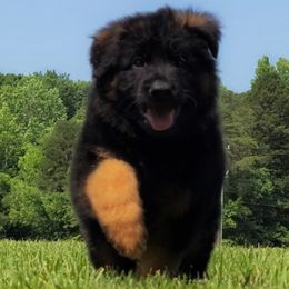 Mayhem vom Zuflucht- Blue Collar - Black and red male German Shepherd puppy in Charlotte, North Carolina from Zuflucht K9s