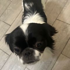 Norman - Japanese Chin