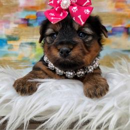 Callie - Blue and gold female Yorkshire Terrier puppy in Monticello, Iowa from Ashley’s Puppies