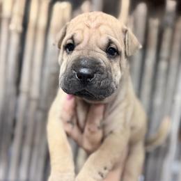 Earl - Fawn male Chinese Shar-Pei puppy in Lehigh Acres, Florida from Florida Wrinkles