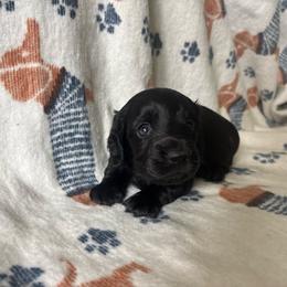 Male - Black male Dachshund puppy in Victoria, Texas from Prickly Arrow Pups