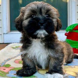 Lhasa Apsos from Patricia's Pups