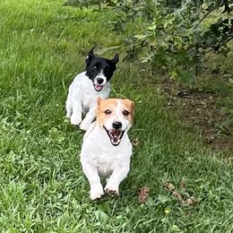 Russell Terrier Puppies from Norvell Kennels
