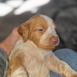 Wyatt - Orange and white male Brittany puppy in Stillwater, Oklahoma from Kennel de Fowler