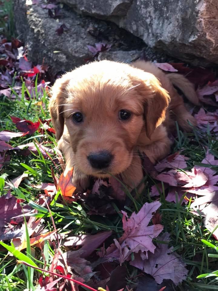 Hunt 'Em Up Goldens in Missouri Golden Retriever puppies Good Dog