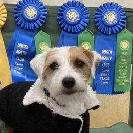Parson Russell Terriers from Starlight Kennels