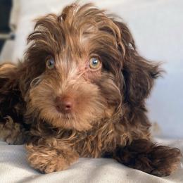 Kit Kat - Merle female Cavapoo puppy in Van Alstyne, Texas from Home Grown Puppies