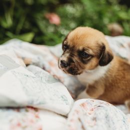 American Corgi and Pembroke Welsh Corgi Puppies from Dollhouse Farm