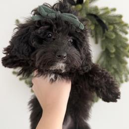 Pink Collar - Black female Goldendoodle puppy in Gilbert, Arizona from Desert Paws Doodles