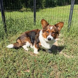 Stori - American Corgi