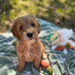 Kanga - Apricot female Goldendoodle puppy in Jacksonville, Florida from Dandelion Doodles