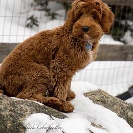 Moose - Australian Labradoodle