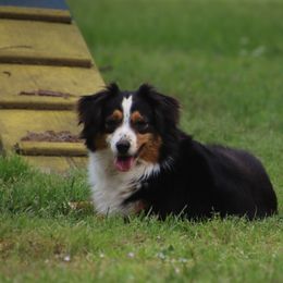 Indy - Miniature American Shepherd