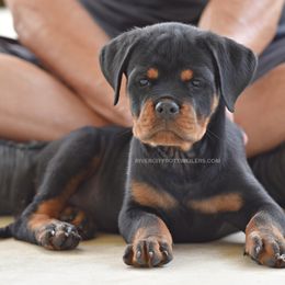 Gorgeous Male - Black and mahogany male Rottweiler puppy in Bulverde, Texas from River City Rottweilers