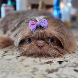 Kit Kat - Lilac female Shih Tzu puppy in Jenks, Oklahoma from Northstar Shih Tzu