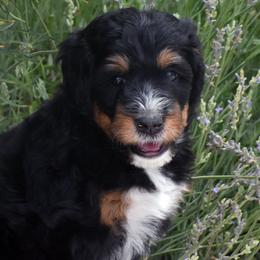 Pink Collar Girl - Tri-color female Bernedoodle puppy in Ogden, Utah from Salty Point Doodles