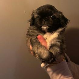 Bear - Fawn brindle male Pekingese puppy in Brown City, Michigan from Sweet Pekes