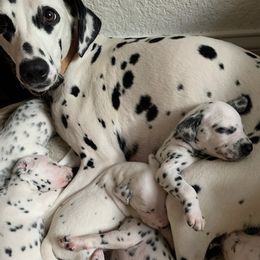 Dalmatians from Black House Dalmatian