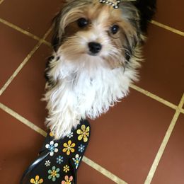 Yorkshire Terrier Puppies from Jackie Jenny’s Precious Yorkies