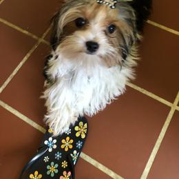 Yorkshire Terrier Puppies from Jackie Jenny’s Precious Yorkies