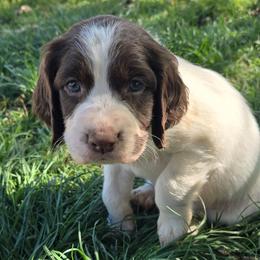 Loco Coconut - White and liver male English Springer Spaniel puppy in Palisade, Colorado from Bigfoot's Kennel