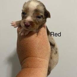 Red - Red merle female Australian Shepherd puppy in Jesup, Georgia from Painted Platinum Kennel Golden Retrievers & Australian Shepherds
