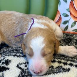 Marigold -purple - Cream and white female Aussiedoodle puppy in Grand Haven, Michigan from Happy Hippy Doodles