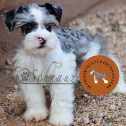 Milo - Parti male Miniature Schnauzer puppy in Phoenix, Arizona from Sabrina's Miniature Schnauzers