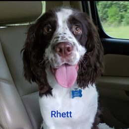 Rhett - English Springer Spaniel