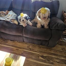 Tibetan Terrier All Grown Up from West Coast Tibetans