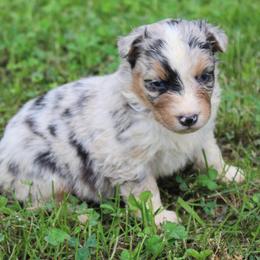 Victoria - Blue merle female Australian Shepherd puppy in Kansas, Oklahoma from Windy G Farm