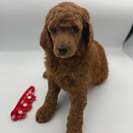 Sangria - Red  female Poodle puppy in Mount Vernon, Illinois from AMC Poodles