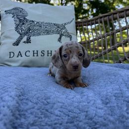 Girl 1 - Dapple female Dachshund puppy in Stilwell, Oklahoma from B & K Dachshunds