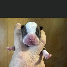 Pumpkin pie - Boston Terrier puppy in New Cumberland, Pennsylvania from BB and C Bostons
