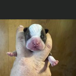 Pumpkin pie - Boston Terrier puppy in New Cumberland, Pennsylvania from BB and C Bostons