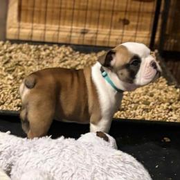 Ginny Weasley - Teal Collar - Fawn and white female Bulldog puppy in Krum, Texas from K & K Little Blessings
