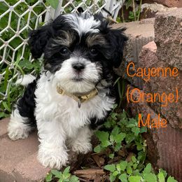 Cayenne - Black and white male Shichon puppy in De Pere, Wisconsin from Kinzor Kennels