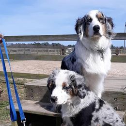 Australian Shepherds from Skinner Hill Farm