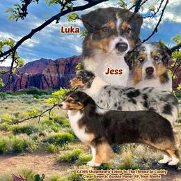Australian Shepherd puppies from Shawnkara Australian Shepherds & Miniature American Shepherds