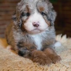 Australian Mountain Doodle Puppies from Brick House Farm Doodles