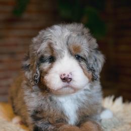 Australian Mountain Doodle Puppies from Brick House Farm Doodles