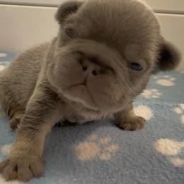 Ezra - Tricolors male French Bulldog puppy in Spokane, Washington from Lilac City Frenchies